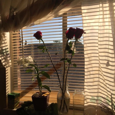 背景，壁纸，玫瑰花