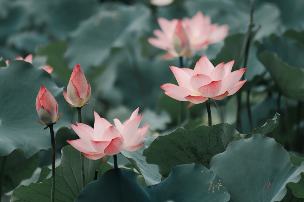 荷花，莲，荷，夏天 