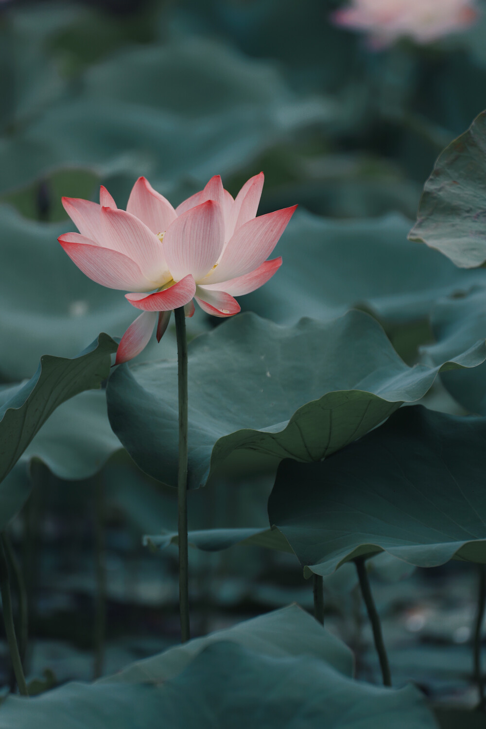 荷花，莲，荷，夏天 