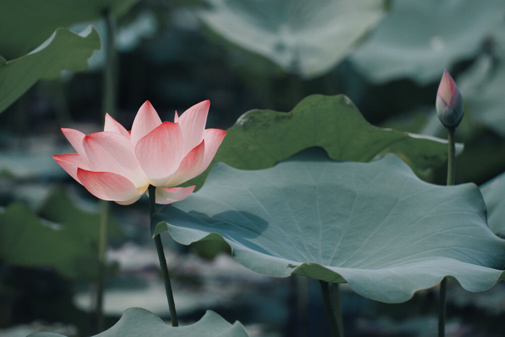 荷花，蓮，荷，夏天 