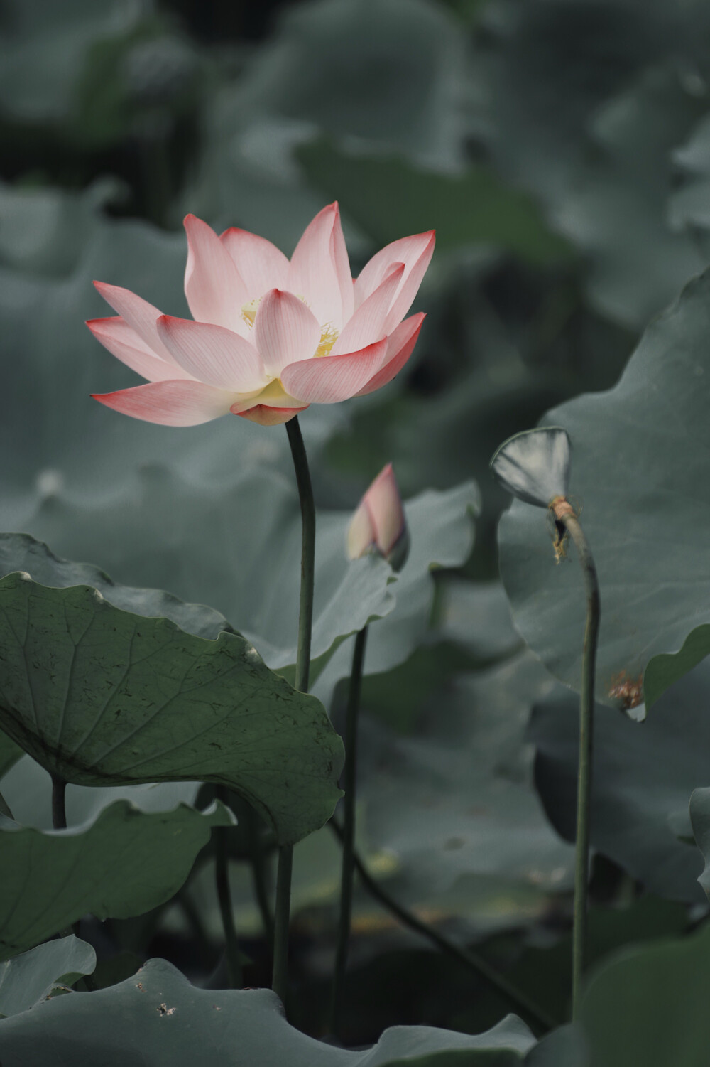 荷花，莲，荷，夏天 