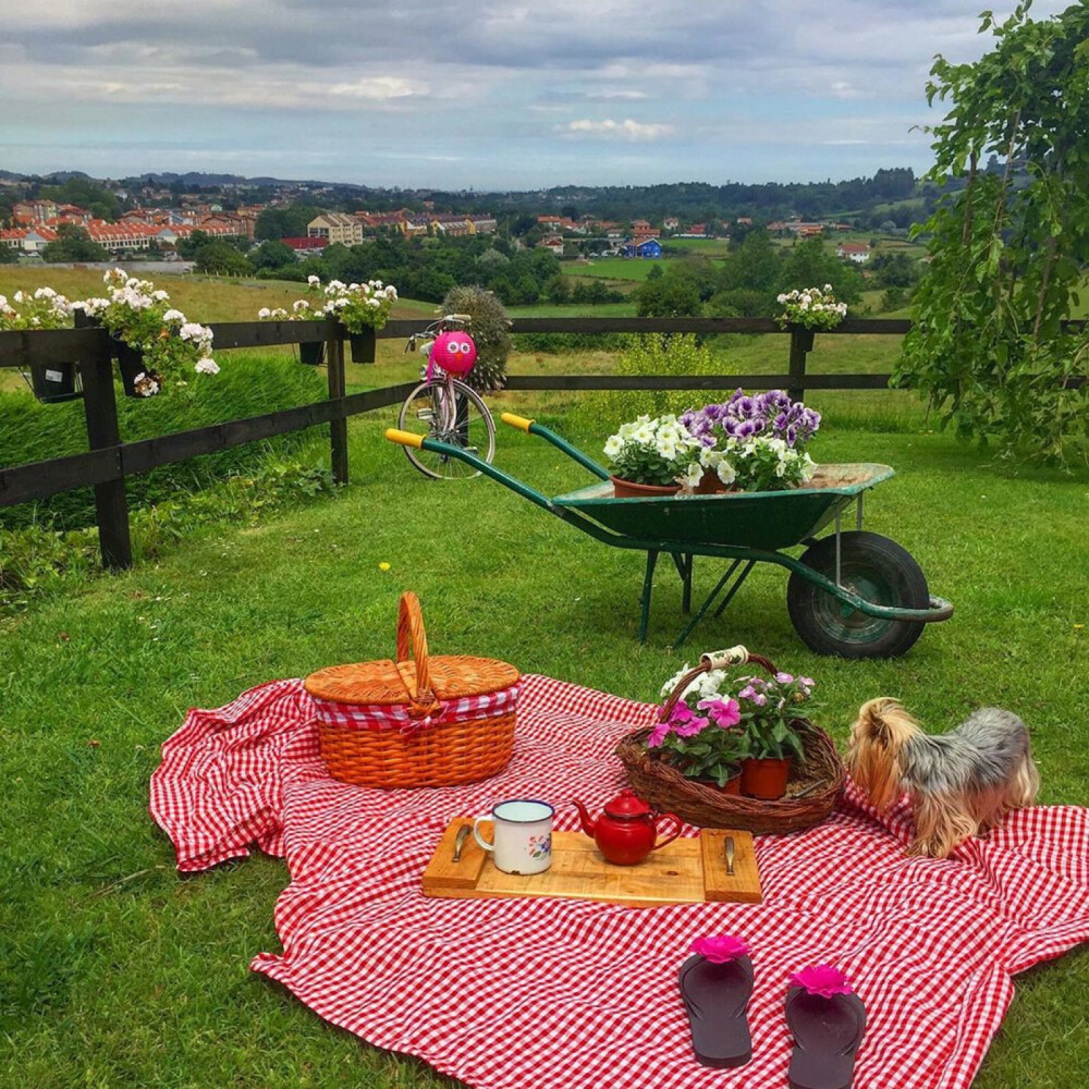 #花园##花# 在家感受诗和远方[二哈]//庄园生活
@玛格丽特-颜 @花也IFIORI @家居植物美学 ​​​