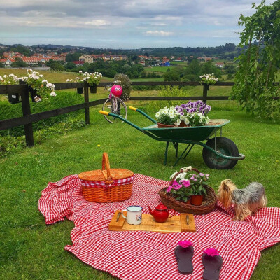 #花园##花# 在家感受诗和远方[二哈]//庄园生活
@玛格丽特-颜 @花也IFIORI @家居植物美学 ​​​