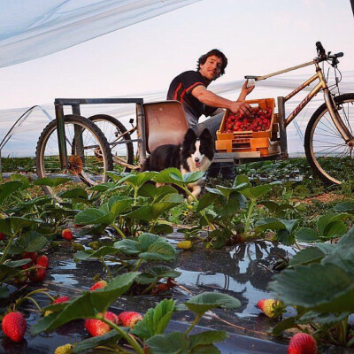 #五一劳动节#
劳动人民最光荣！最可爱！[太开心]一家四口和两只牧羊犬生活在一个160英亩的农场里，是劳作，也是享受，真正是四季田园牧歌，美不胜收，坐标澳洲。愿大家五一小长假嗨翻呀！@玛格丽特-颜 @花也IFIORI …