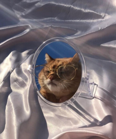 [壁纸]风景 猫 萌 ins