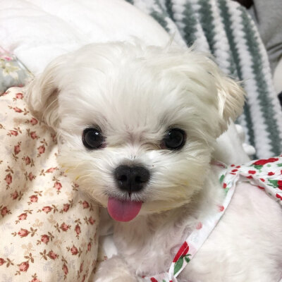 马尔济斯犬♡