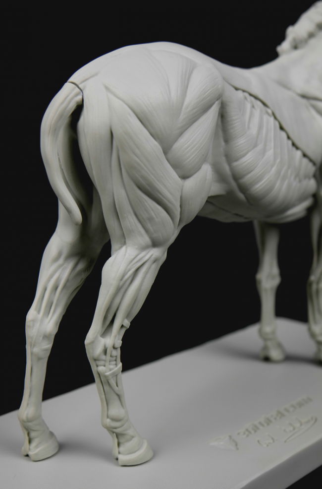 // 3dtotal Anatomy: ...