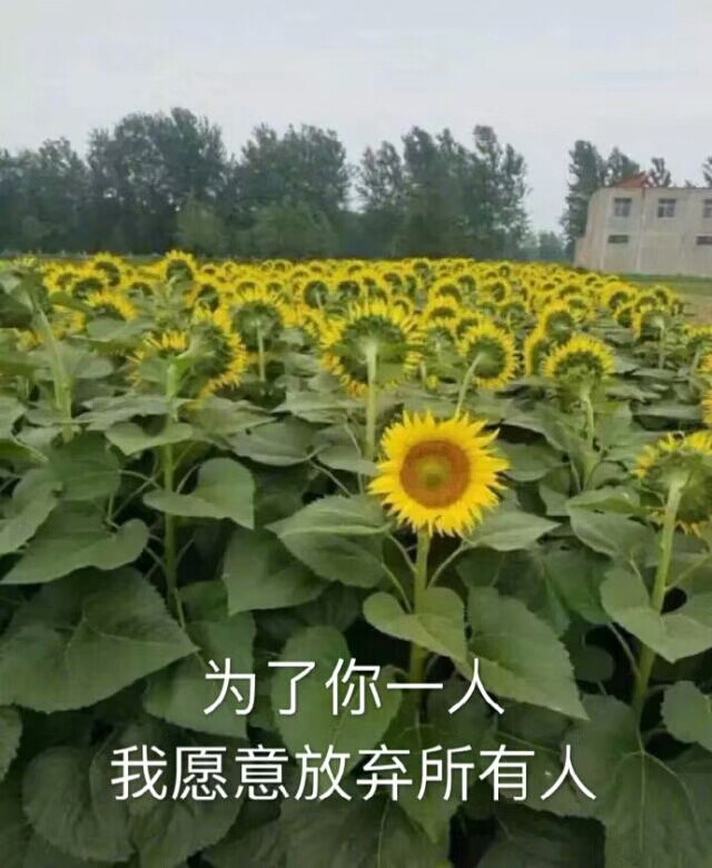 朋友圈疯传的向日葵