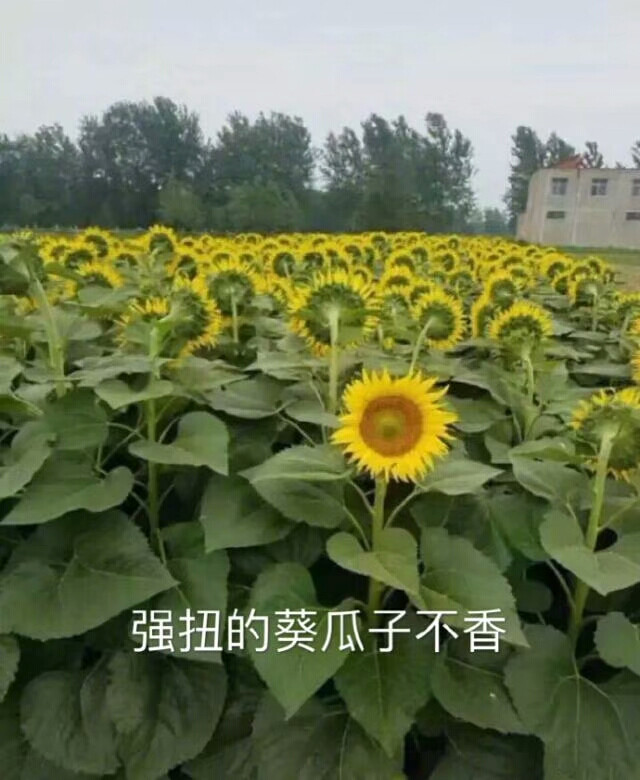 朋友圈疯传的向日葵