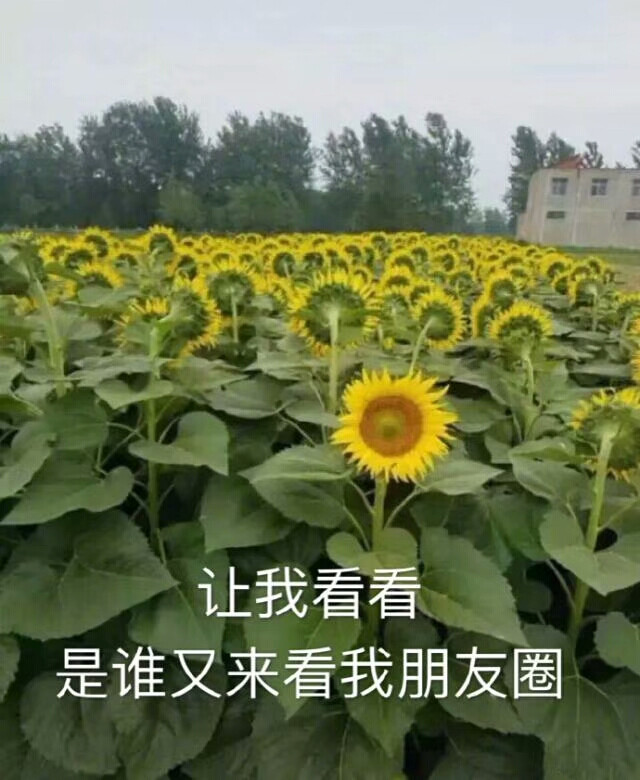 朋友圈疯传的向日葵