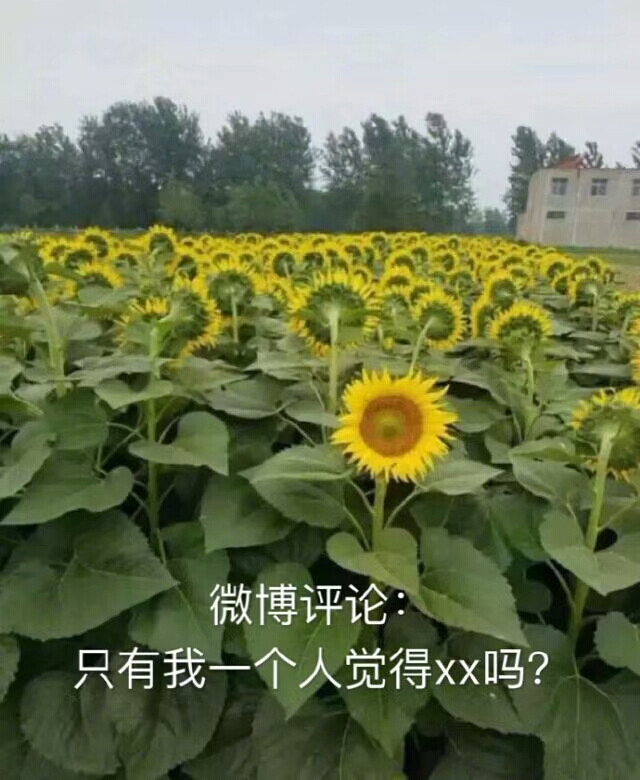 朋友圈疯传的向日葵