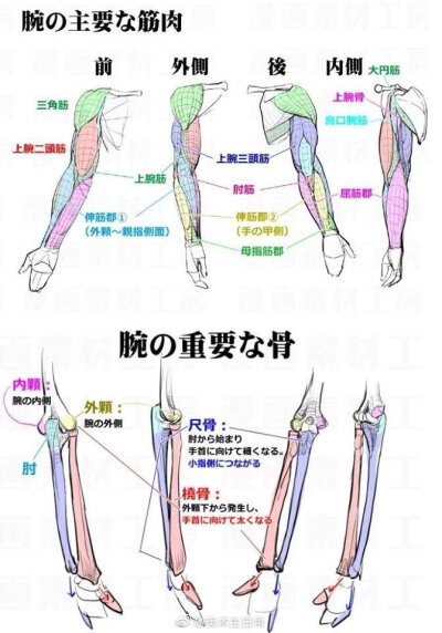 胳膊