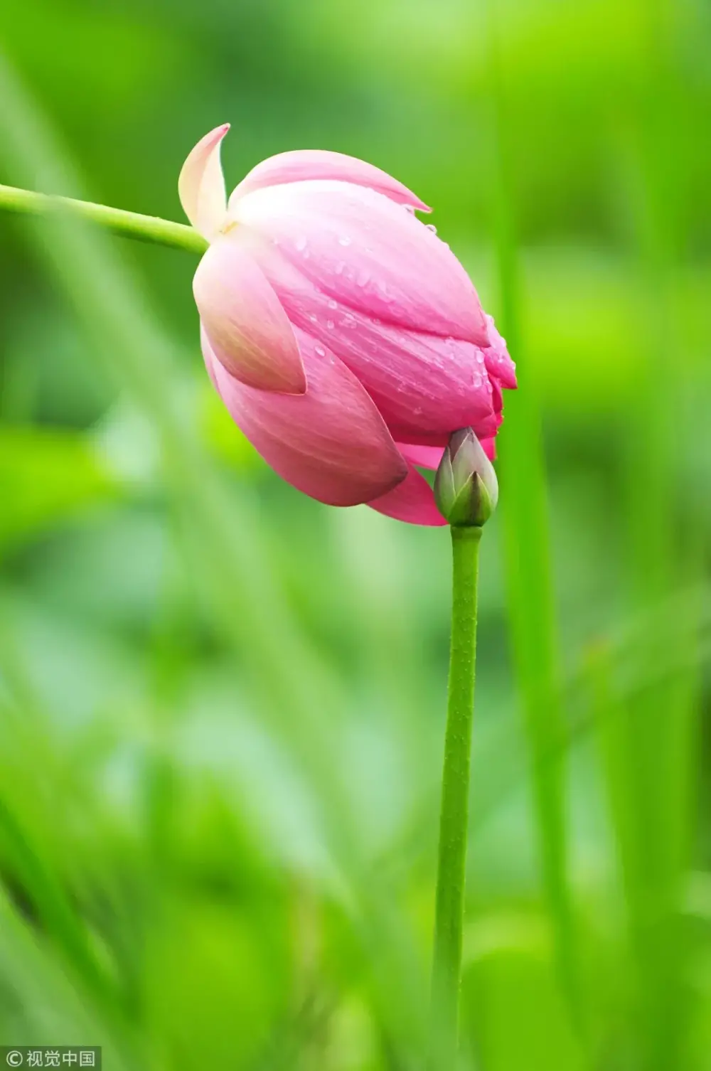 「夏月荷花初开时，晚含而晓放，芸用小纱囊撮条叶少许，置花心，明早取出，烹天泉水泡之，香韵尤绝。」傍晚的时候，将装着茶叶的小纱包，放进荷花花芯内，熏一夜花香。第二天清晨取出，用天泉水烹之，香韵尤绝。