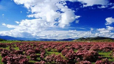 中国最佳赏花十大圣地——杜鹃花 香格里拉
每年春夏之交，香格里拉的普达措公园里的山间树林和草甸上都会开满无数美丽的杜鹃花，白杜鹃在阳光映射下如玉般晶莹剔透；微风拂面，紫杜鹃便扭动起身姿，分外妖娆。它们…