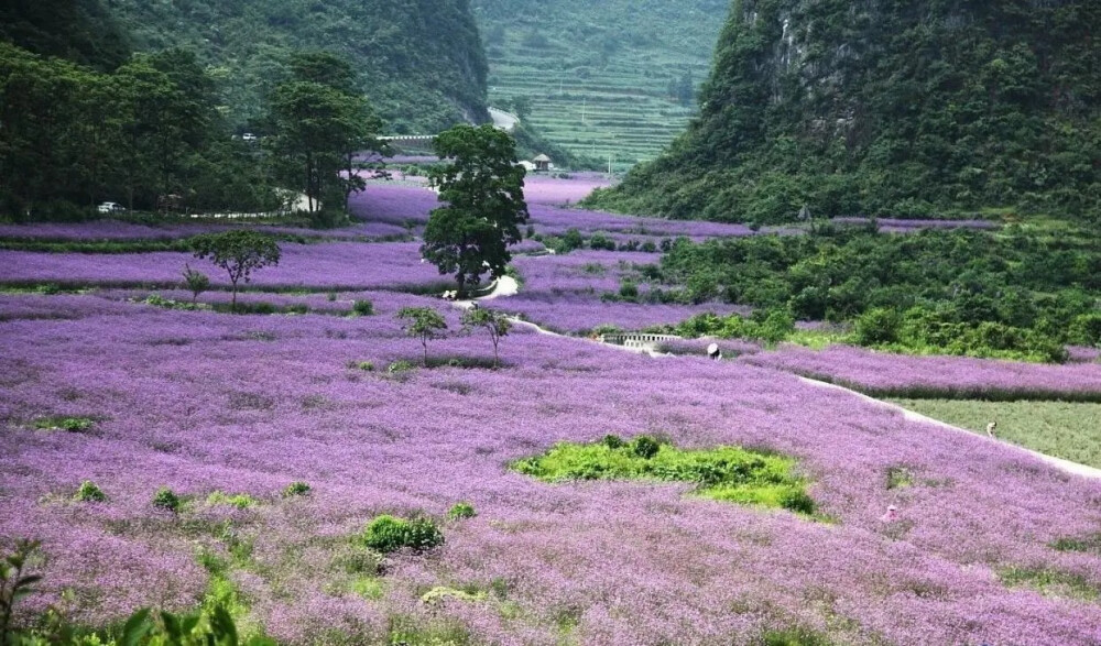 中国最佳赏花十大圣地——薰衣草 荔波
想看浪漫的薰衣草，何须远赴地中海畔的普罗旺斯，在春夏交替之际，天气爽爽的贵州荔波在阳光的照射下，山间一片片紫色的薰衣草花海美丽绽放，浓艳的色彩装饰翠绿的山谷，交织成荔波难忘的气息。5-8月前往最佳。