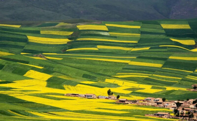 中国最佳赏花十大圣地——油菜花 门源
青海门源是北方小油菜生产基地，这里的油菜花在全国算比较晚绽放，但其花海景色甚为壮观，十足的西部风味，近百万亩油菜花形成的百里油菜花海成就了博大壮阔的特有奇观。整个…