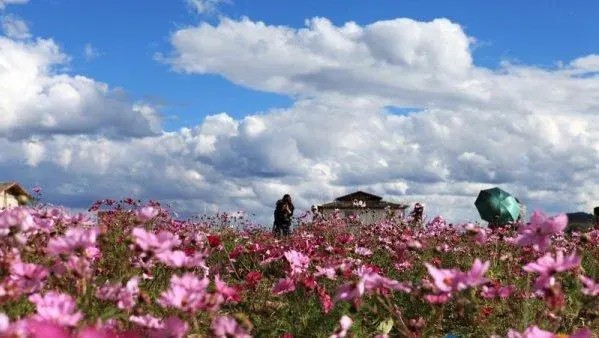 中国最佳赏花十大圣地——格桑花 青藏高原
格桑花是青藏高原上最普通的一种野花，当夏季来临的时候，它们会在辽阔的牧场上会满地盛开，它的美丽和朴素，将装点整个短暂的夏季。格桑花杆细瓣小，看上去弱不禁风的样子，可风愈狂，它身愈挺；雨愈打，它叶愈翠。它就是寄托了藏族期盼幸福吉祥等美好情感的格桑花。6-10月前往最佳。