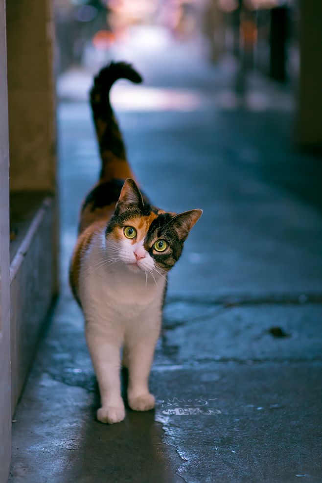 猫咪，猫星人，宠物，宠物猫咪，猫