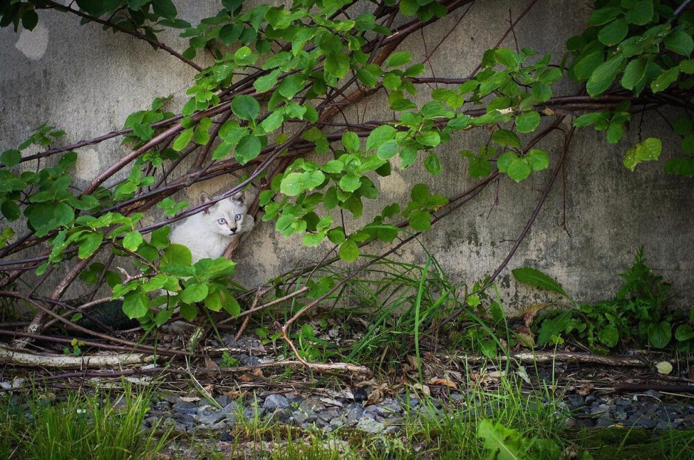 猫，来自微博→猫王