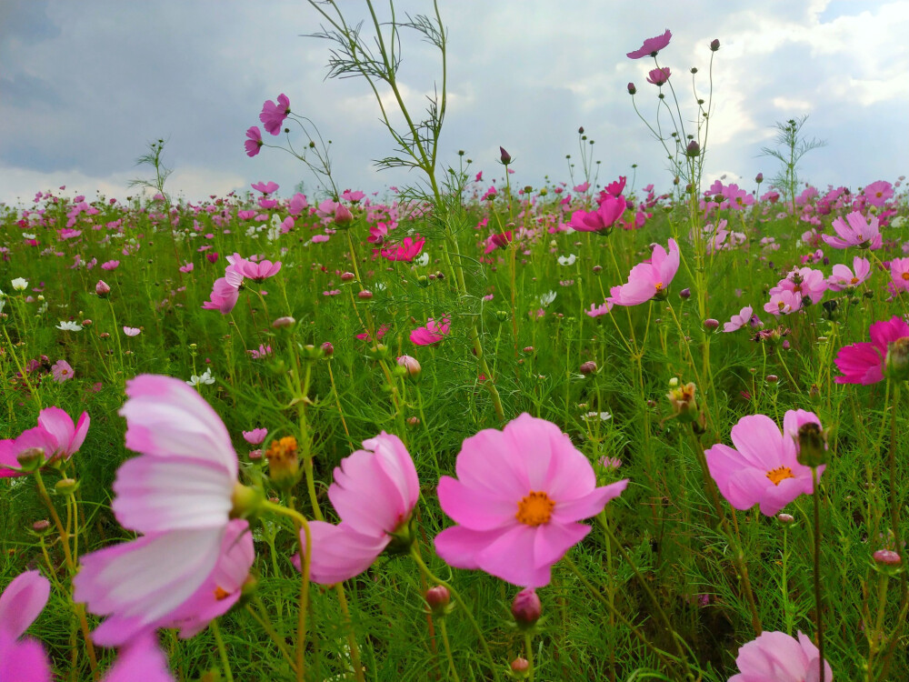 格桑花