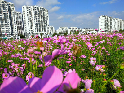 格桑花