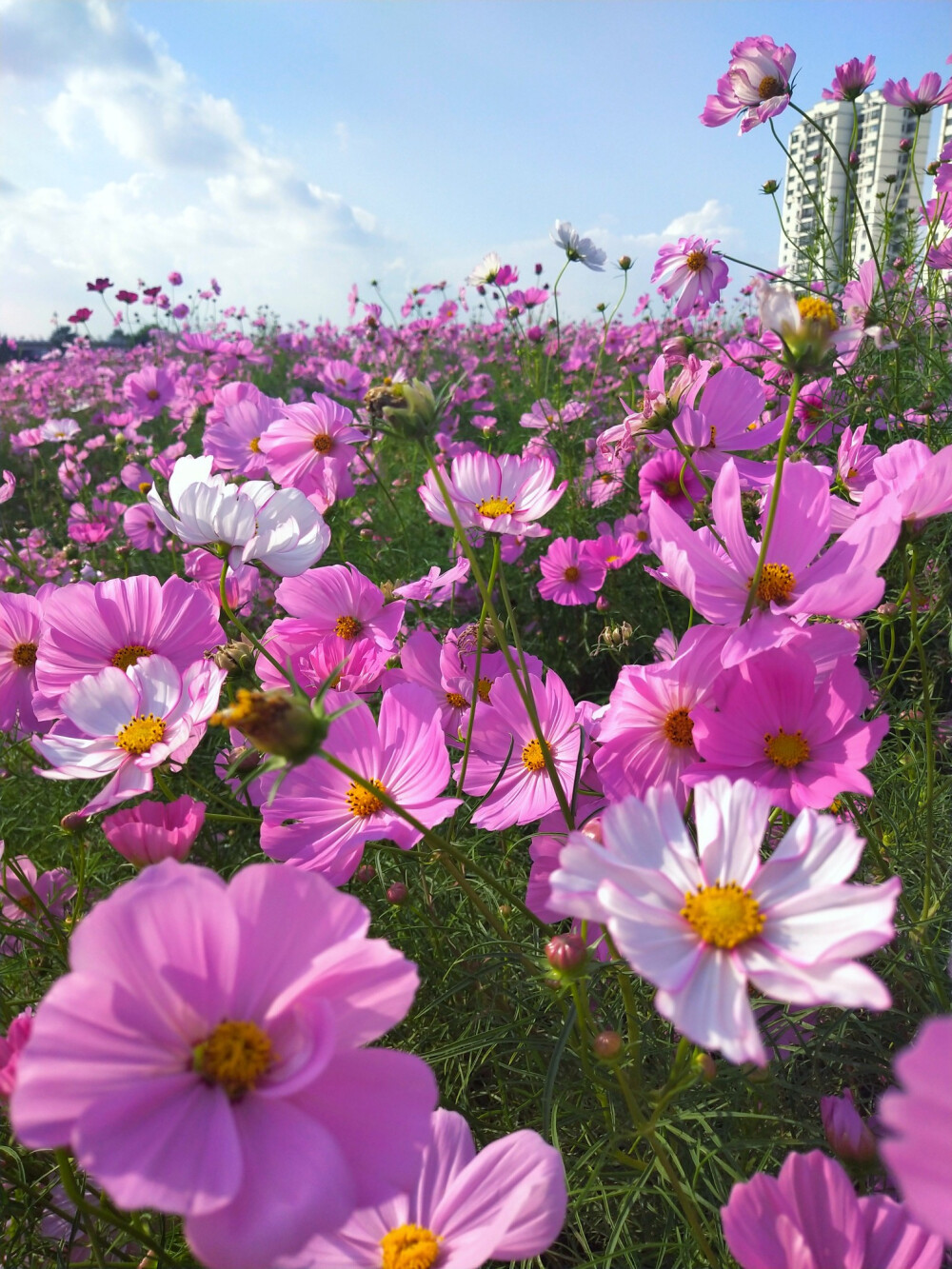 格桑花