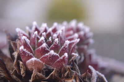 Frozen succulent