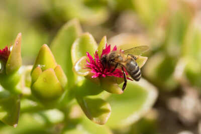 Balearian Bee