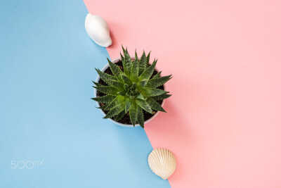 Top view to green succulent plant and two seashells on pastel blue-pink background.