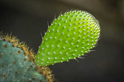 New leaf on cactus against dark background