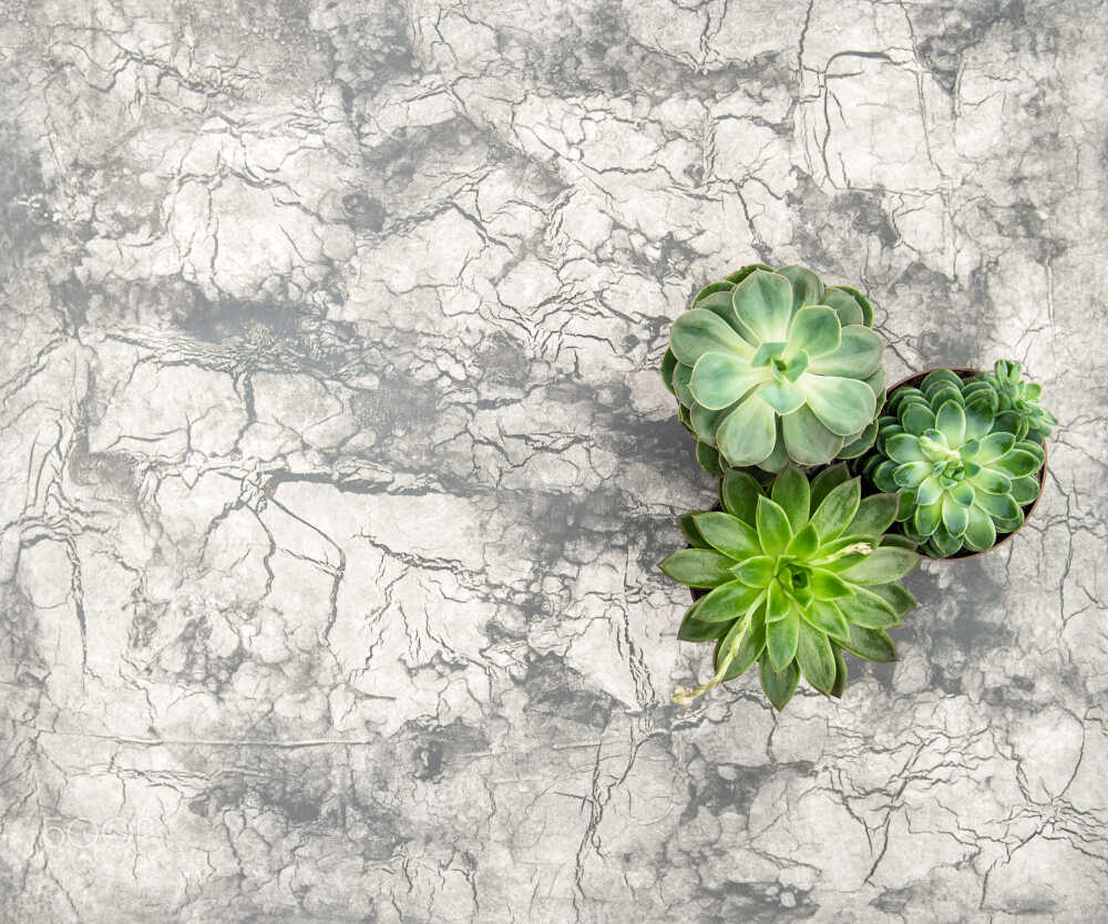 Succulent concrete stone background floral flat lay