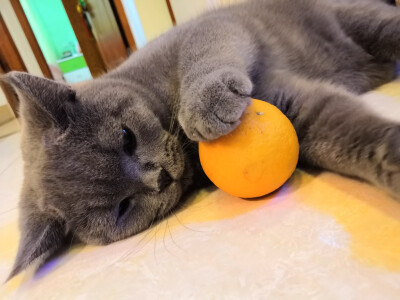 橘猫(●°u°●)​ 」