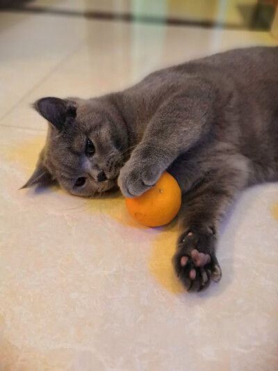 橘猫(●°u°●)​ 」