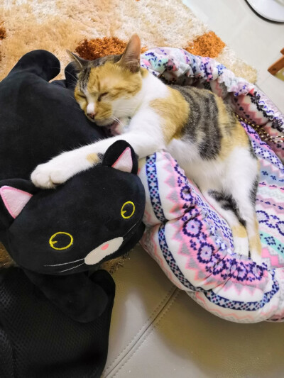 贪睡贪吃的家伙( ｰ̀εｰ́ )