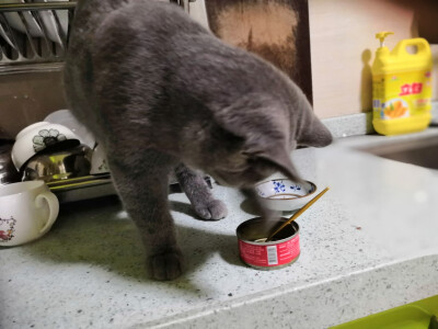 贪睡贪吃的家伙( ｰ̀εｰ́ )