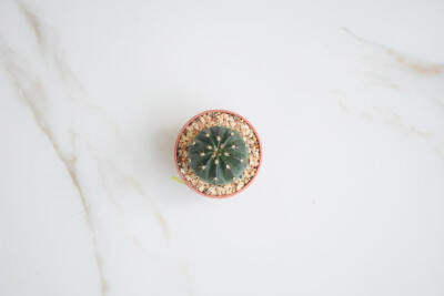 flat lay photography green cactus