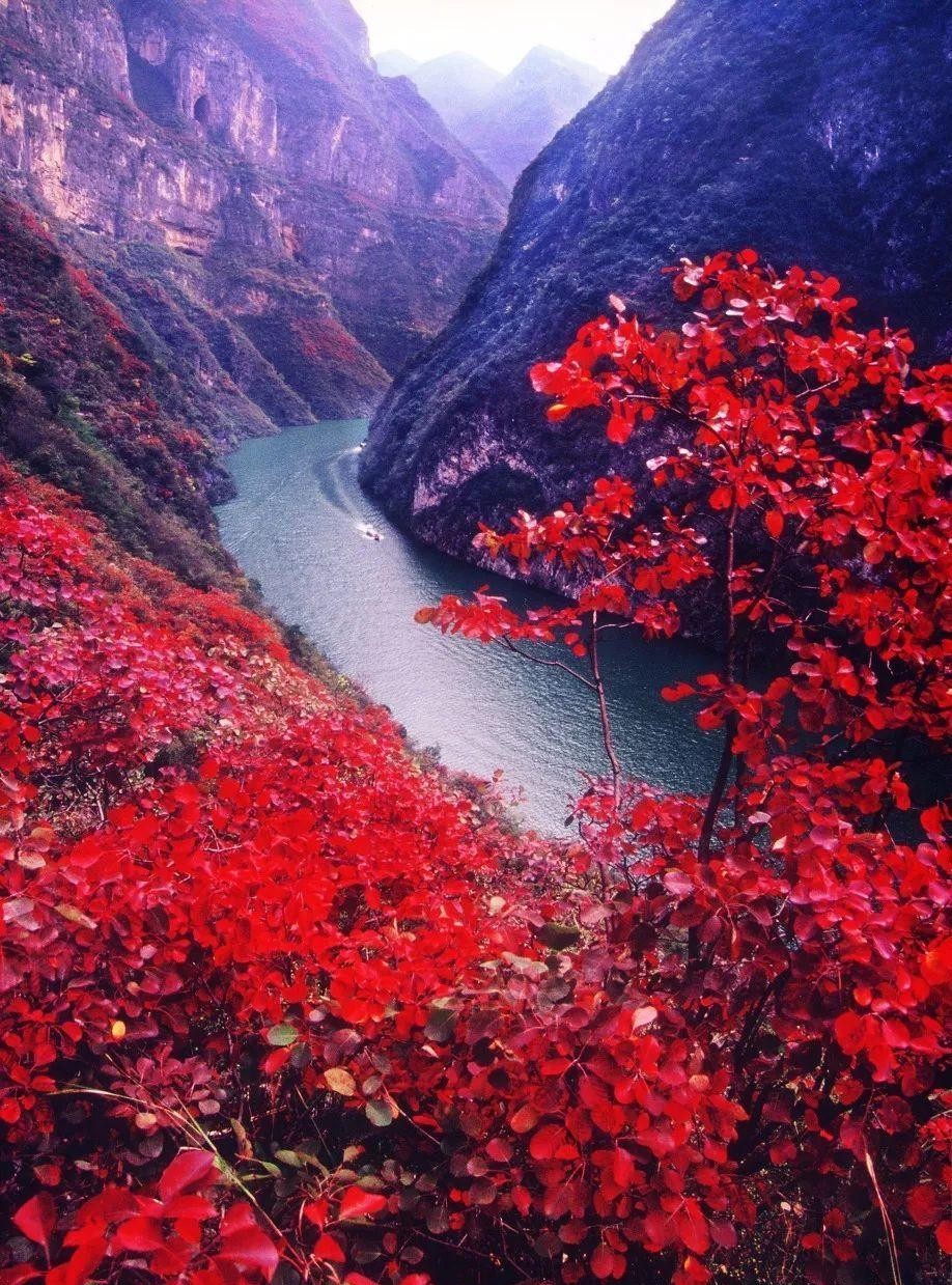 三峡红叶 风光无限好