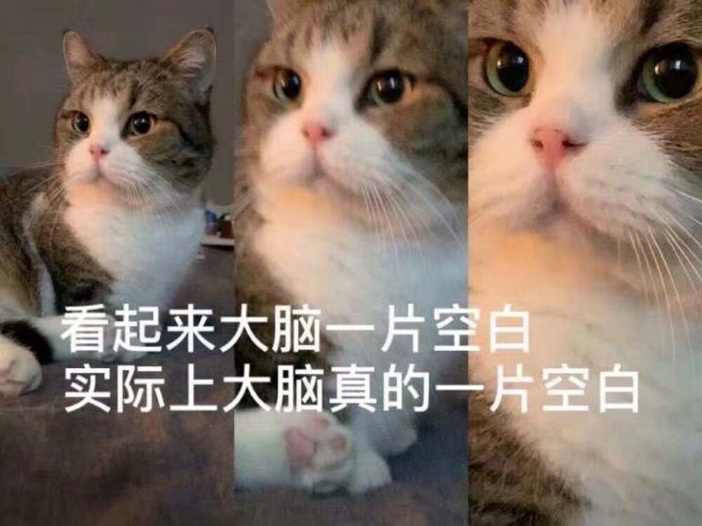 猫猫头