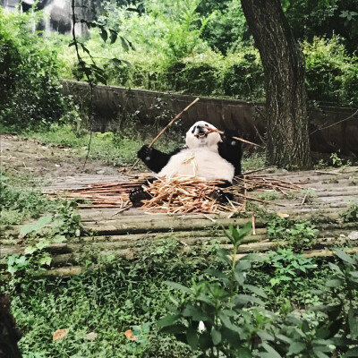 熊猫基地