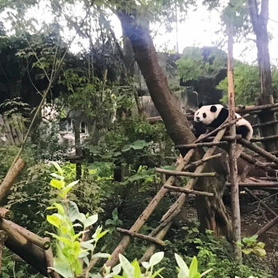 熊猫基地