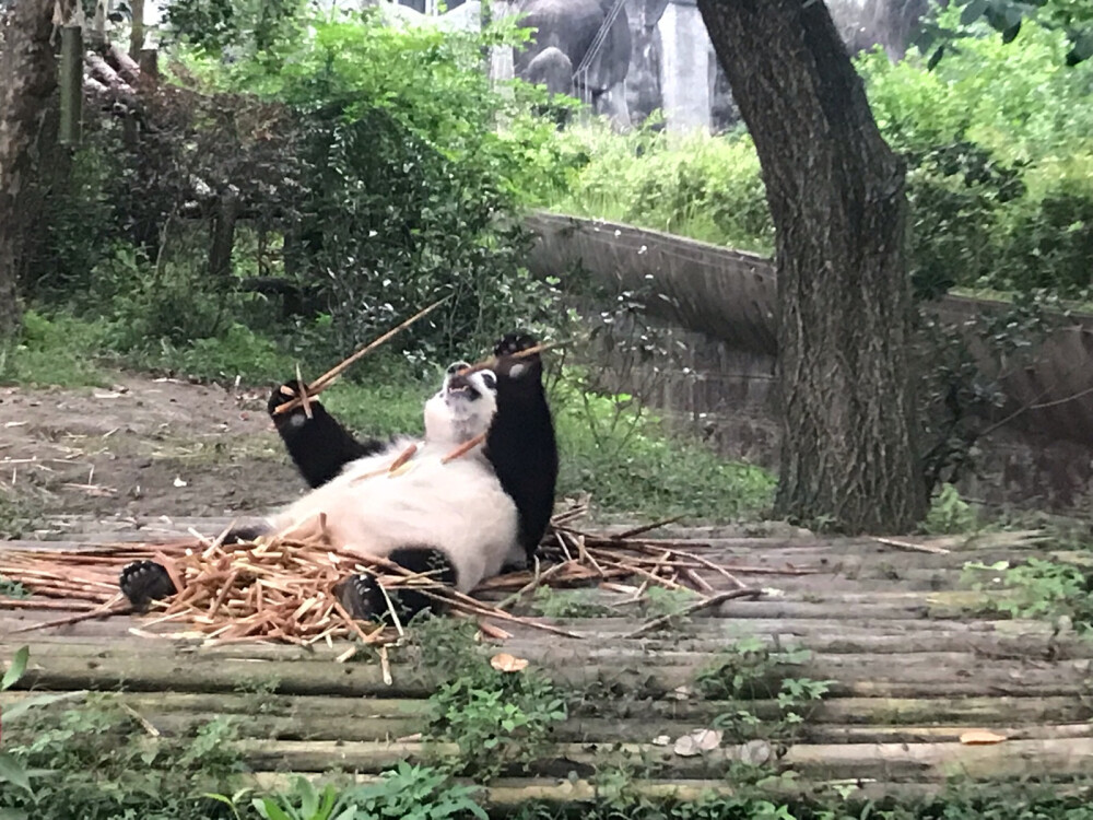 熊猫基地