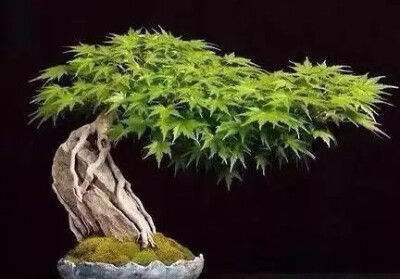 绿植盆景