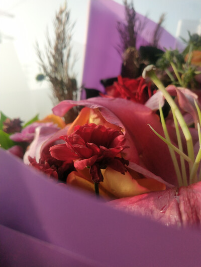 万物可爱 我按时长大。花，很喜欢。