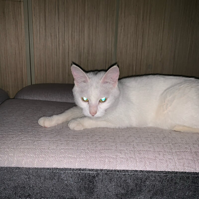 cat