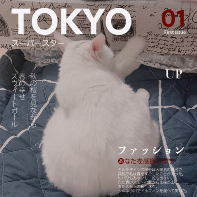 cat