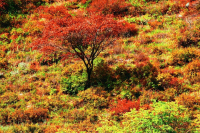 大青山的重彩