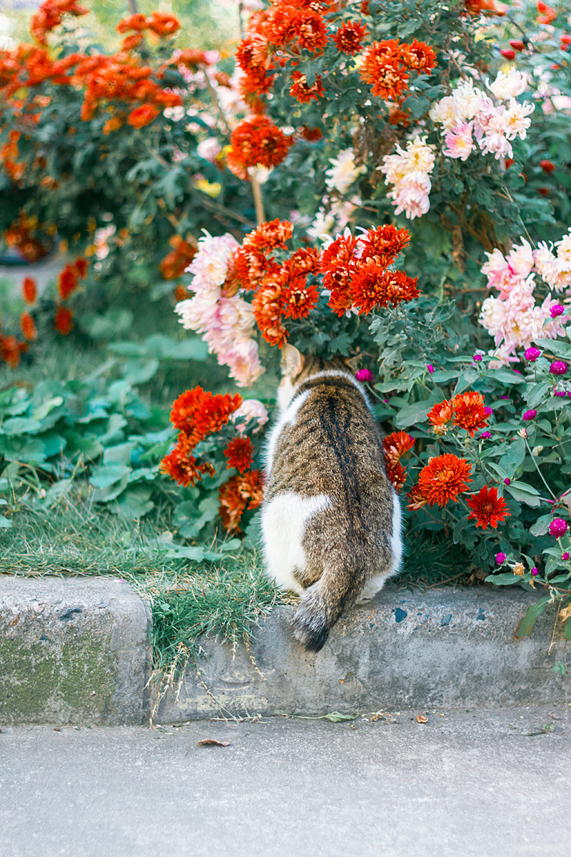 天凉好个猫！
摄影@喵呜不停