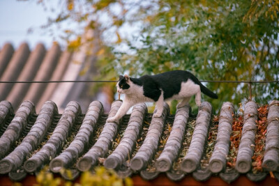 天凉好个猫！
摄影@喵呜不停