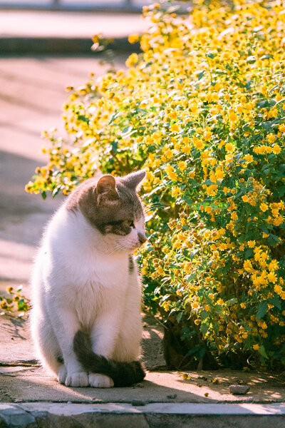 天凉好个猫！
摄影@喵呜不停