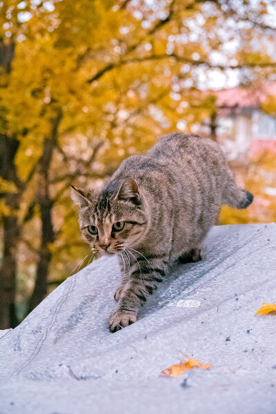 天凉好个猫！
摄影@喵呜不停